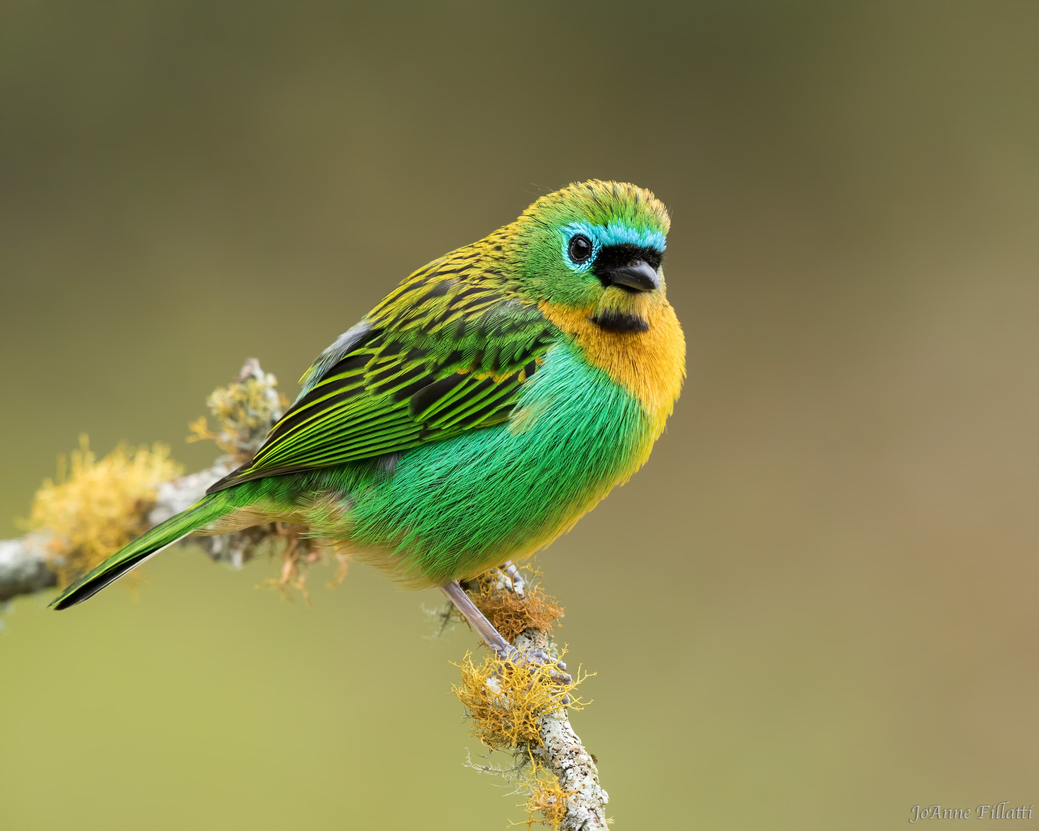 bird of brazil image 4